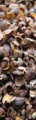 Coffee-Husk