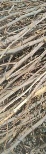cotton-stalk
